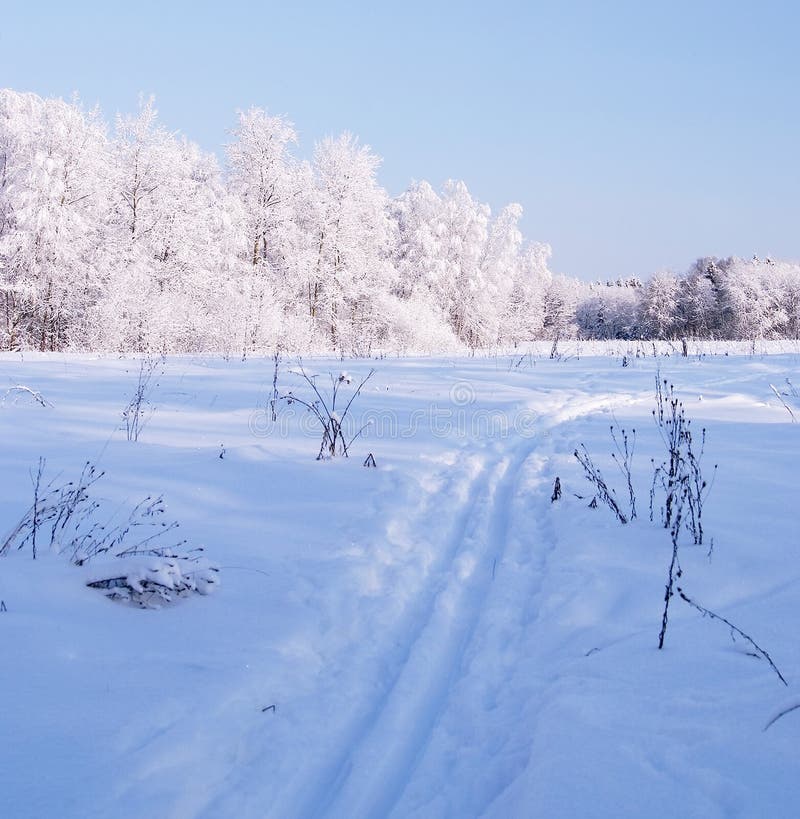Árvores congeladas foto de stock