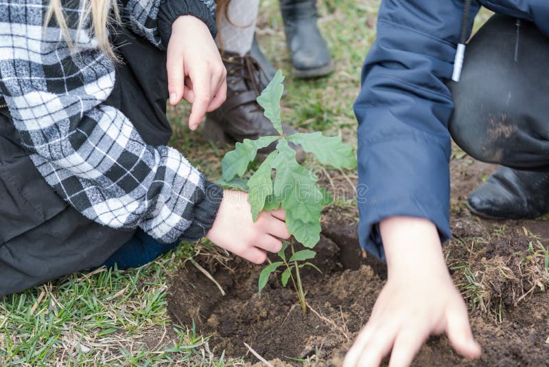 Árvores da planta das crianças As crianças plantaram carvalhos ajardinar Para plantar uma árvore imagens de stock Árvores da planta das crianças As crianças plantaram carvalhos ajardinar Para plantar uma árvore imagens de stock