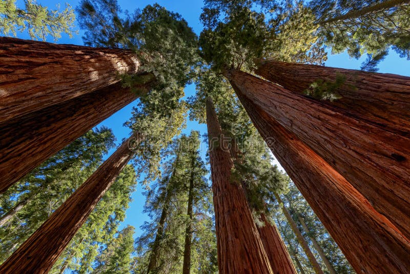 Árvores da sequoia gigante no parque nacional de sequoia