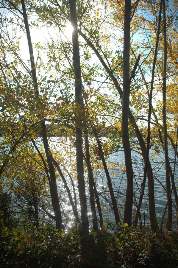 Árvores de Automnal no lago da beira fotos de stock royalty free