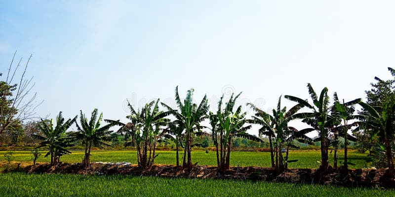 Árvores de banana na borda dos campos do arroz fotografia de stock Árvores de banana na borda dos campos do arroz fotografia de stock