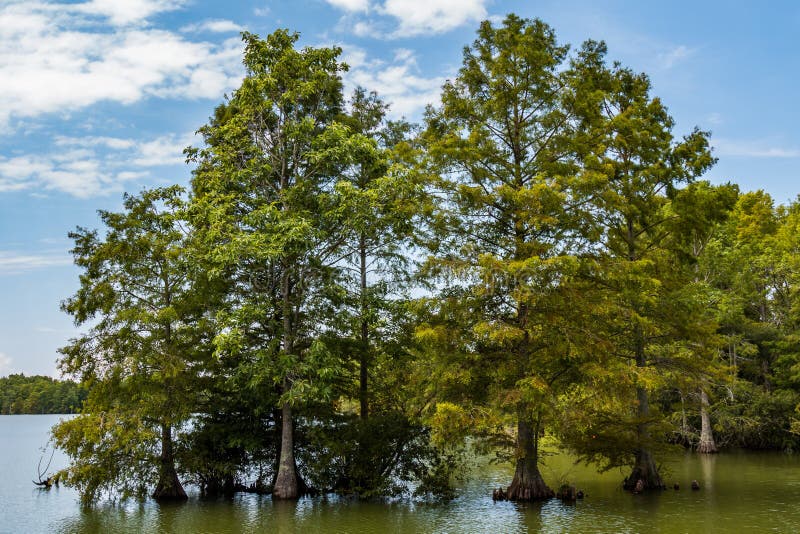 Árvores de Cypress calvo no lago atarracado em Virginia Beach foto de stock royalty free Árvores de Cypress calvo no lago atarracado em Virginia Beach foto de stock royalty free