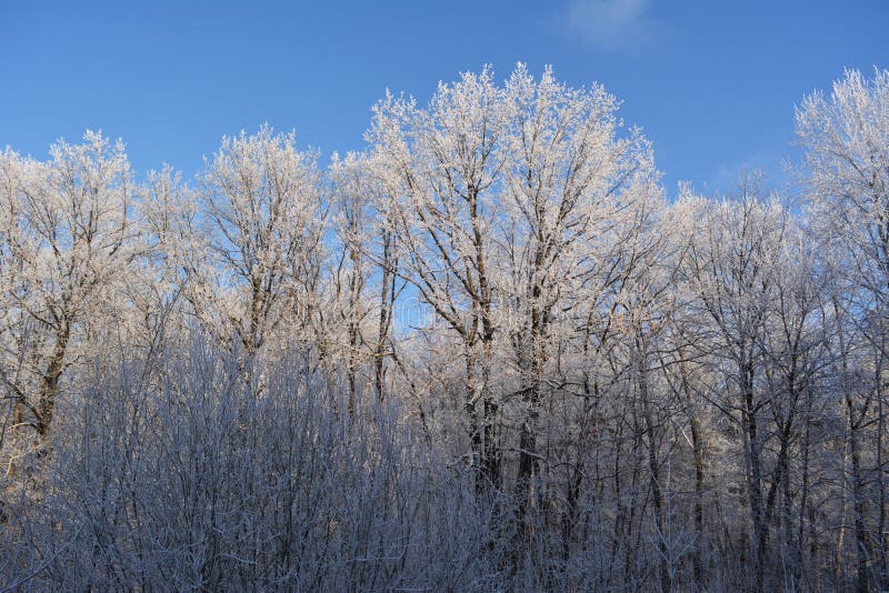 Árvores de floresta do inverno cobertas com a geada contra o céu azul Cena do Natal fotografia de stock Árvores de floresta do inverno cobertas com a geada contra o céu azul Cena do Natal fotografia de stock