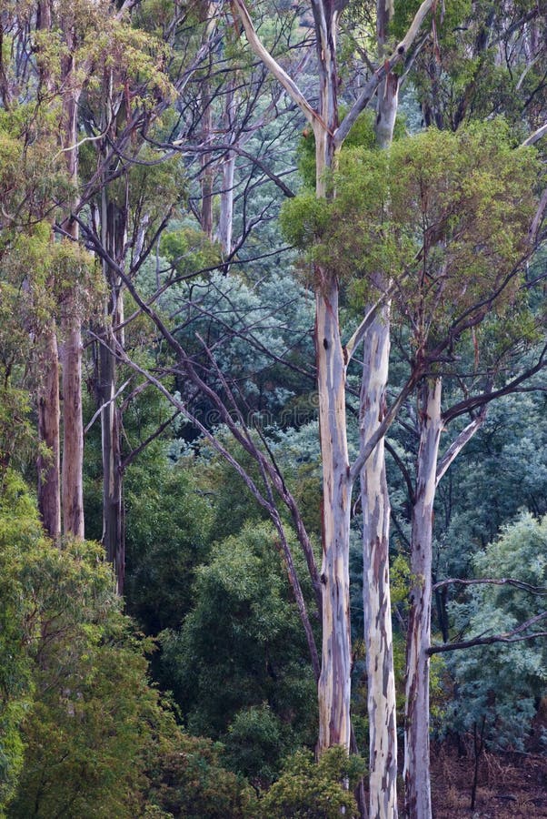 Árvores de floresta tasmanianas imagens de stock