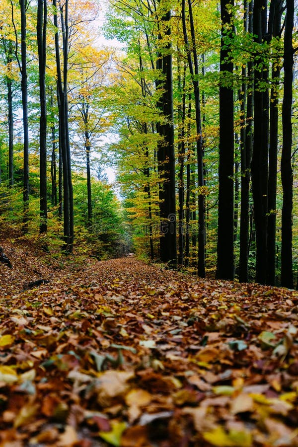 árvores de outono com folhas caídas fotografia de stock