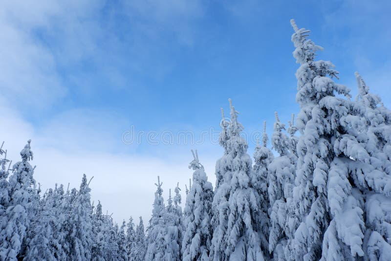 Árvores de pinho nevado e céu azul imagens de stock Árvores de pinho nevado e céu azul imagens de stock