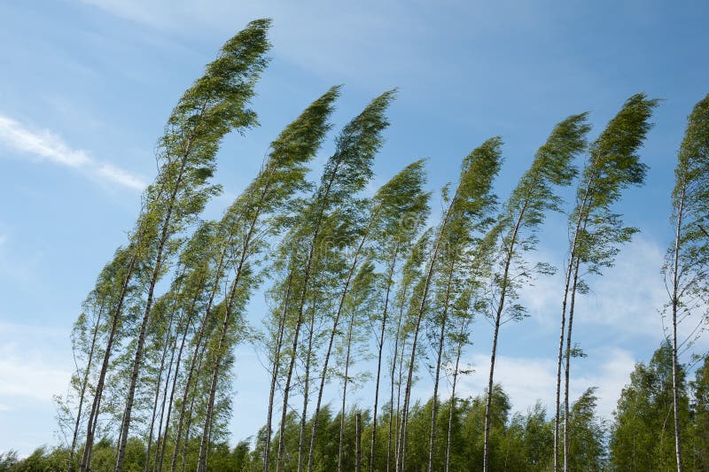 Árvores de vidoeiro de sopro do forte vento