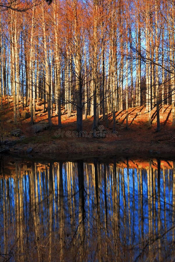 Árvores e lago do outono