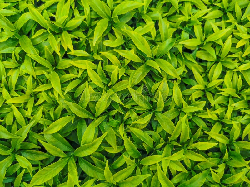Ãrvores - Feche muitas folhas verdes, Verde da natureza, fundo verde da natureza, Topo da árvore foto de stock Ãrvores - Feche muitas folhas verdes, Verde da natureza, fundo verde da natureza, Topo da árvore foto de stock