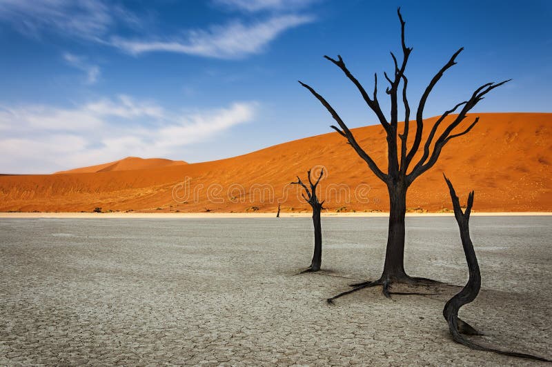 Árvores inoperantes com uma duna de areia alaranjada no fundo no DeadVlei, deserto de Namib, Namíbia