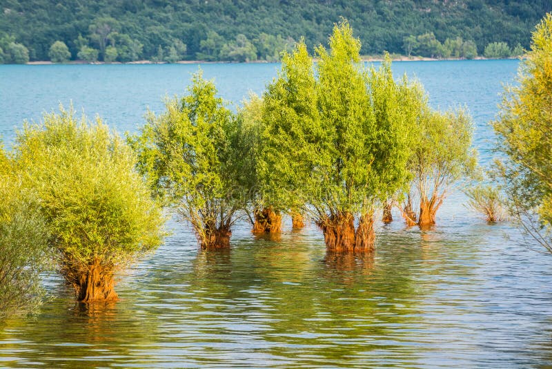 Árvores inundadas no lago Sainte Croix na vila Sainte Croix du Verdon, França imagens de stock Árvores inundadas no lago Sainte Croix na vila Sainte Croix du Verdon, França imagens de stock