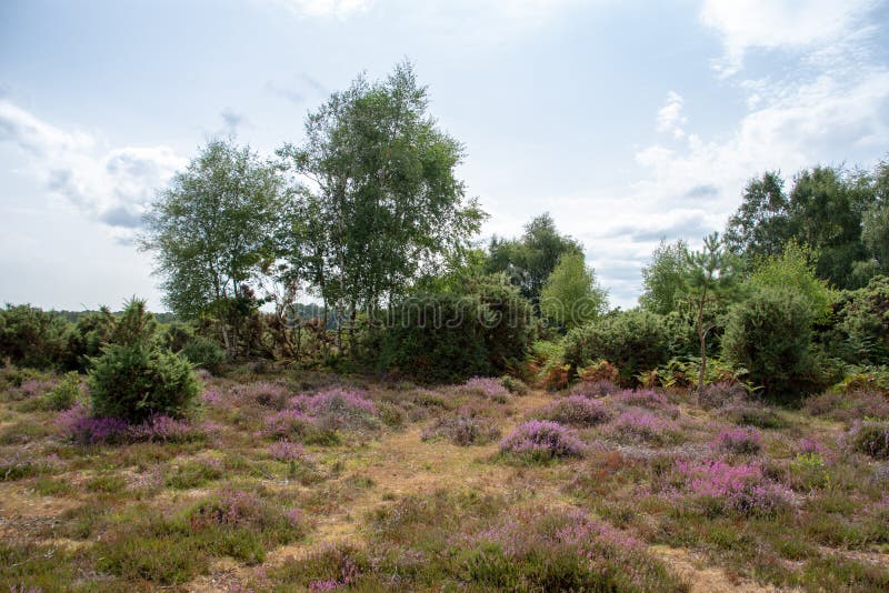 Árvores na floresta nova, Hampshire, Reino Unido em um dia do ` s do verão com a urze de florescência no primeiro plano imagem de stock Árvores na floresta nova, Hampshire, Reino Unido em um dia do ` s do verão com a urze de florescência no primeiro plano imagem de stock