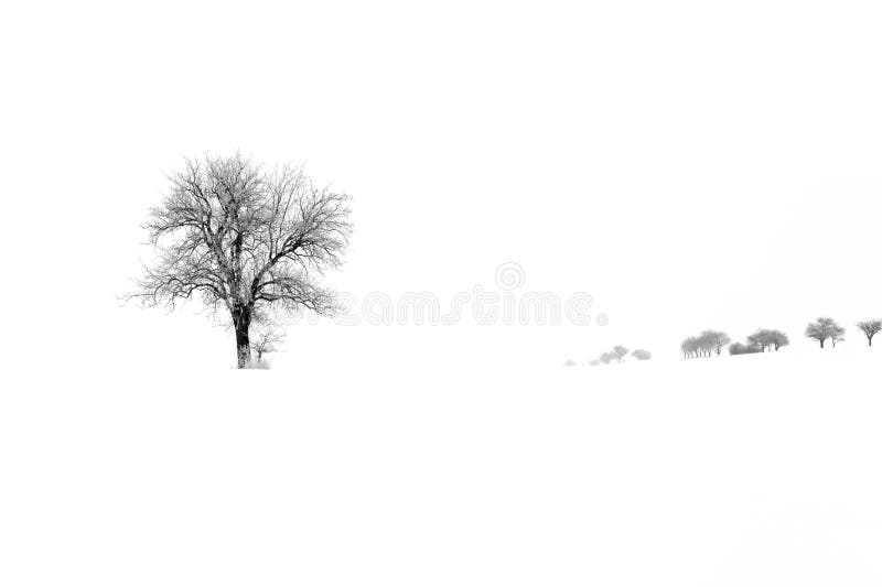 Árvores na neve isolada no fundo branco do inverno imagens de stock royalty free Árvores na neve isolada no fundo branco do inverno imagens de stock royalty free