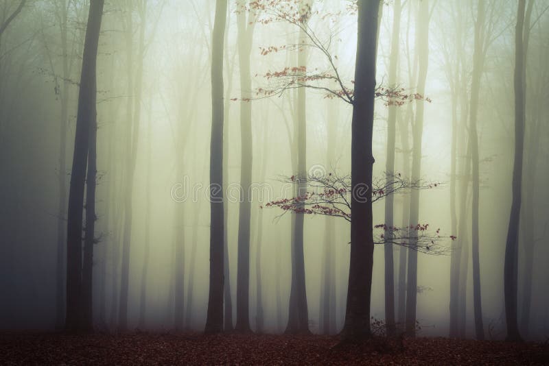 Trees in the fog forest autumn, scary forest. Trees in the fog forest autumn, scary forest.