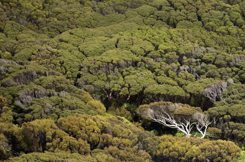 Árvores naturais nas ilhas de Auckland, Nova Zelândia imagens de stock royalty free Árvores naturais nas ilhas de Auckland, Nova Zelândia imagens de stock royalty free