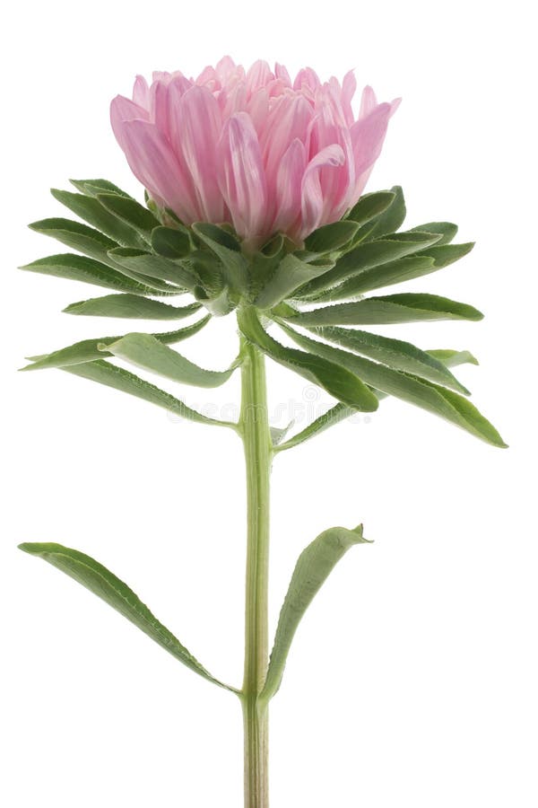 Studio Shot of Pink Colored China Aster Isolated on White Background. Large Depth of Field (DOF). Macro. Symbol of Jealosy. Studio Shot of Pink Colored China Aster Isolated on White Background. Large Depth of Field (DOF). Macro. Symbol of Jealosy.