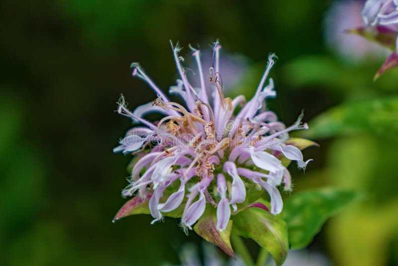 €”Monarda för lös Bergamot fistulosa arkivbild €”Monarda för lös Bergamot fistulosa arkivbild