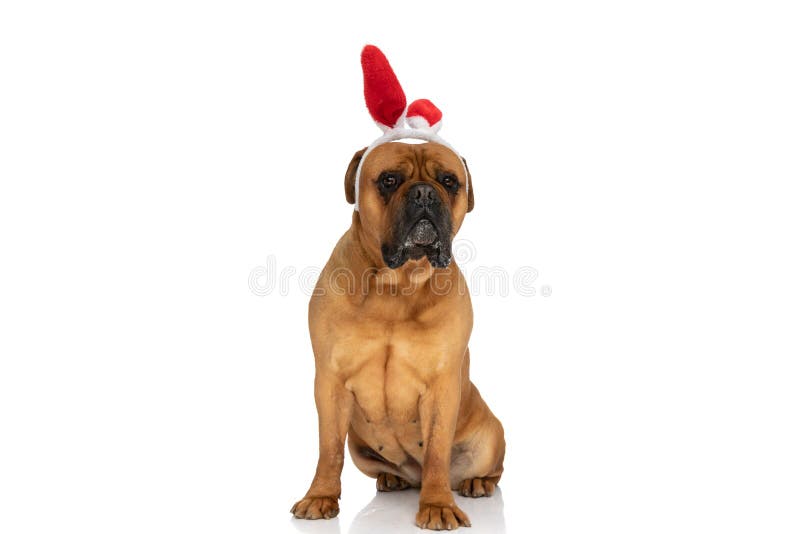 Adorable bullmastiff dog with bunny ears headband sitting on white background in studio and drooling. Adorable bullmastiff dog with bunny ears headband sitting on white background in studio and drooling