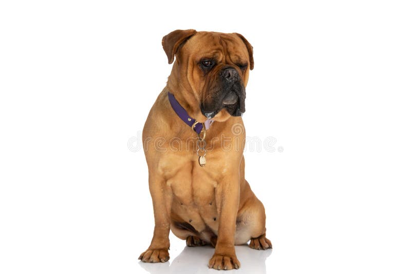 Adorable bullmastiff puppy on white background wearing collar and looking away in studio while sitting. Adorable bullmastiff puppy on white background wearing collar and looking away in studio while sitting
