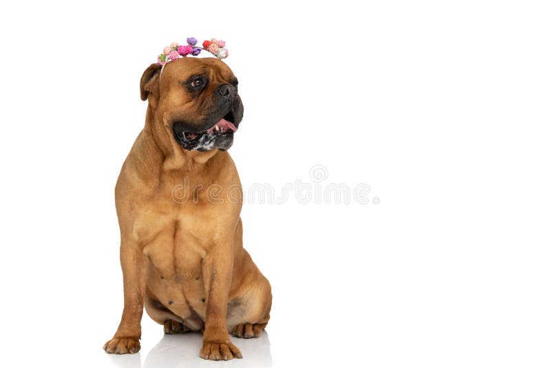 Precious bullmastiff puppy with flowers and headband drooling and panting while sitting isolated on white background in studio. Precious bullmastiff puppy with flowers and headband drooling and panting while sitting isolated on white background in studio