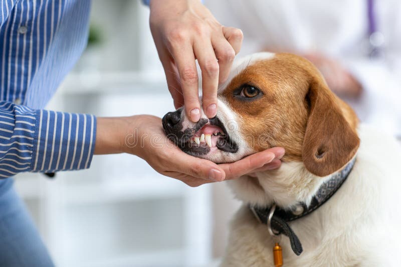 Ägaren av hundshowerna veterinären husdjurets tänder Suddig bakgrund av den veterinär- kliniken arkivfoto Ägaren av hundshowerna veterinären husdjurets tänder Suddig bakgrund av den veterinär- kliniken arkivfoto