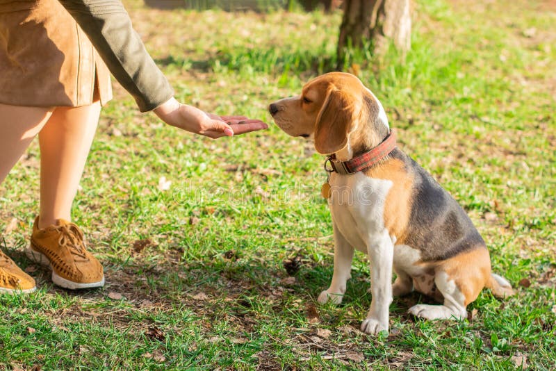 Ägaren ger en fest till beaglet som hunden för går i parkerar royaltyfria bilder Ägaren ger en fest till beaglet som hunden för går i parkerar royaltyfria bilder