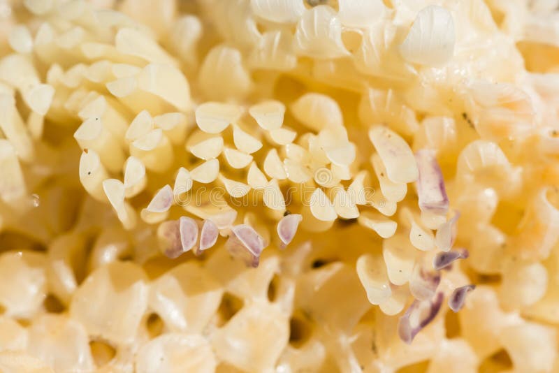 Detail of eggs of gastropod mollusk Murex brandaris. Detail of eggs of gastropod mollusk Murex brandaris