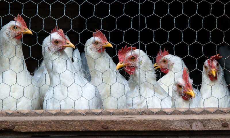Äggläggande höns, hönsgård arkivbilder