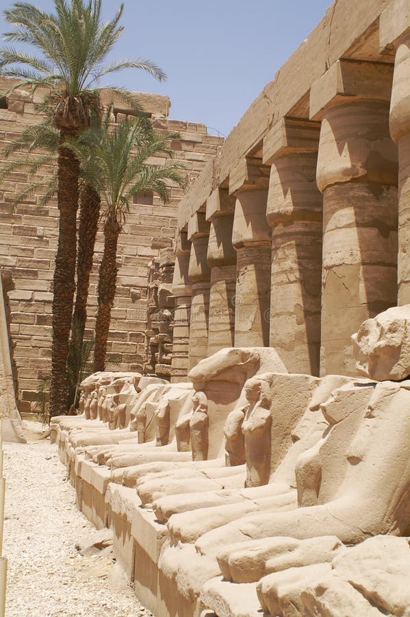 Egypt ram, Africa Egypt Luxor. Egypt ram, Africa Egypt Luxor