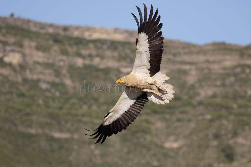 Ägyptischer Geier, Neophron percnopterus lizenzfreies stockbild Ägyptischer Geier, Neophron percnopterus lizenzfreies stockbild
