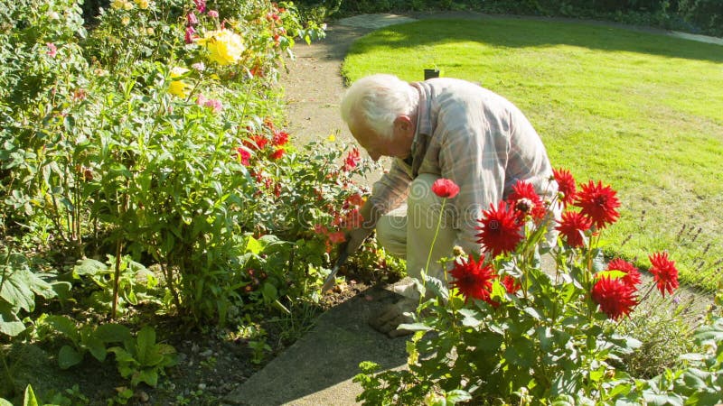 Äldre arbeta i trädgården för man