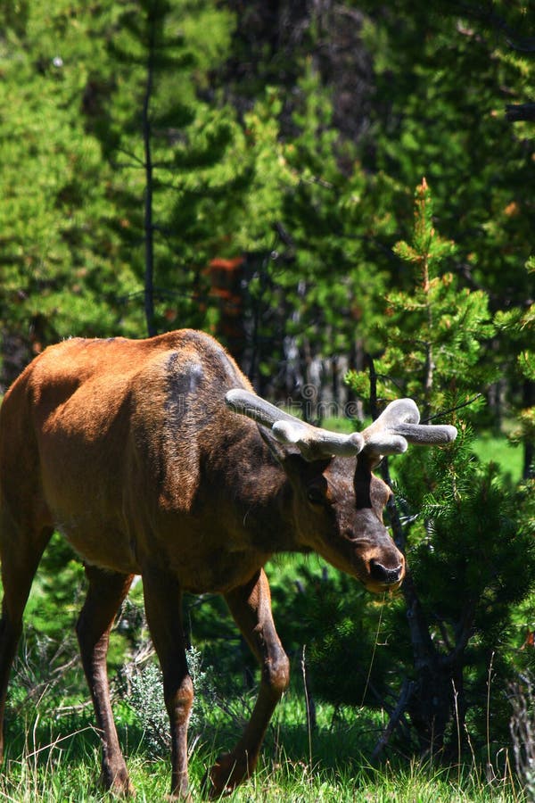 A young elk drools as it eats some tasty branches. The elk has the fuzz on its antlers. A young elk drools as it eats some tasty branches. The elk has the fuzz on its antlers.