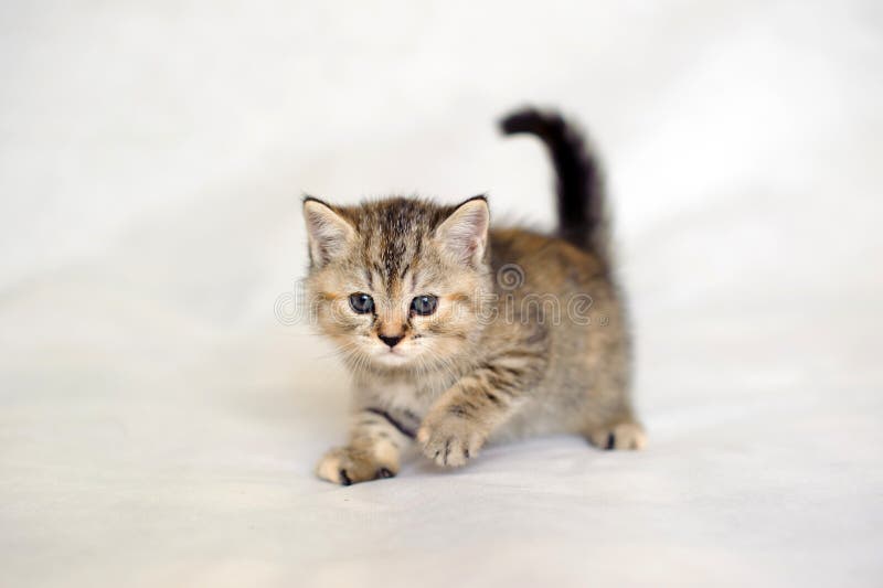 Älsklings- gullig kattunge royaltyfri bild Älsklings- gullig kattunge royaltyfri bild