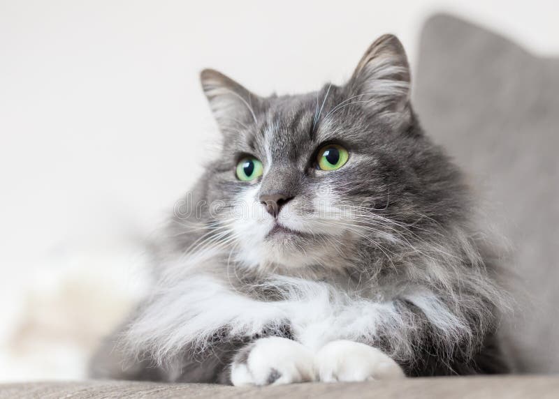 Älsklings- ögon för kattgräsplankatter