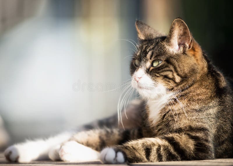 Älskvärd kattstående på den utomhus- naturen arkivbilder Älskvärd kattstående på den utomhus- naturen arkivbilder