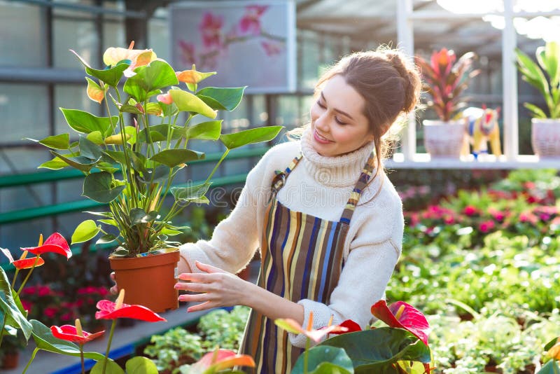 Älskvärd lycklig trädgårdsmästare för ung kvinna som väljer blomkrukan med anthuriums royaltyfri bild Älskvärd lycklig trädgårdsmästare för ung kvinna som väljer blomkrukan med anthuriums royaltyfri bild