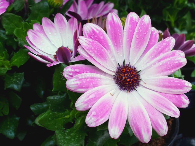 Älskvärd rosa spansk tusensköna i regnet arkivbild Älskvärd rosa spansk tusensköna i regnet arkivbild
