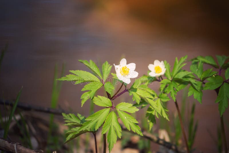 Älskvärd vit nemorosa för vårblommaanemon i skogen, blom- bakgrund arkivbilder Älskvärd vit nemorosa för vårblommaanemon i skogen, blom- bakgrund arkivbilder