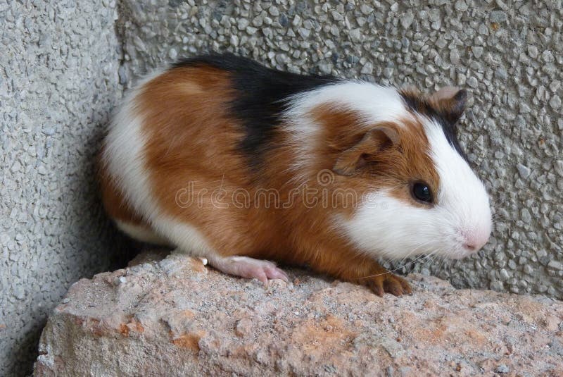 The guinea pig was first domesticated as early as 5000 BC for food by tribes in the Andean region of South America the present-day southern part of Colombia, Ecuador, Peru, and Bolivia,[16] some thousands of years after the domestication of the South American camelids.[17] Statues dating from circa 500 BC to 500 AD that depict guinea pigs have been unearthed in archaeological digs in Peru and Ecuador.[18] The Moche people of ancient Peru worshipped animals and often depicted the guinea pig in their art.[19] From about 1200 AD to the Spanish conquest in 1532, selective breeding resulted in many varieties of domestic guinea pigs, which form the basis for some of the modern domestic breeds.[20] They continue to be a food source in the region; many households in the Andean highlands raise the animal, which subsists on the family`s vegetable scraps.[21] Folklore traditions involving guinea pigs are numerous; they are exchanged as gifts, used in customary social and religious ceremonies, and frequently referenced in spoken metaphors.[22] They also play a role in traditional healing rituals by folk doctors, or curanderos, who use the animals to diagnose diseases such as jaundice, rheumatism, arthritis, and typhus.[23] They are rubbed against the bodies of the sick, and are seen as a supernatural medium.[24] Black guinea pigs are considered especially useful for diagnoses.[25]. The guinea pig was first domesticated as early as 5000 BC for food by tribes in the Andean region of South America the present-day southern part of Colombia, Ecuador, Peru, and Bolivia,[16] some thousands of years after the domestication of the South American camelids.[17] Statues dating from circa 500 BC to 500 AD that depict guinea pigs have been unearthed in archaeological digs in Peru and Ecuador.[18] The Moche people of ancient Peru worshipped animals and often depicted the guinea pig in their art.[19] From about 1200 AD to the Spanish conquest in 1532, selective breeding resulted in many varieties of domestic guinea pigs, which form the basis for some of the modern domestic breeds.[20] They continue to be a food source in the region; many households in the Andean highlands raise the animal, which subsists on the family`s vegetable scraps.[21] Folklore traditions involving guinea pigs are numerous; they are exchanged as gifts, used in customary social and religious ceremonies, and frequently referenced in spoken metaphors.[22] They also play a role in traditional healing rituals by folk doctors, or curanderos, who use the animals to diagnose diseases such as jaundice, rheumatism, arthritis, and typhus.[23] They are rubbed against the bodies of the sick, and are seen as a supernatural medium.[24] Black guinea pigs are considered especially useful for diagnoses.[25]