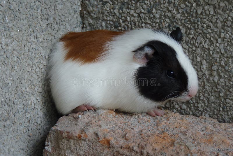 The guinea pig was first domesticated as early as 5000 BC for food by tribes in the Andean region of South America the present-day southern part of Colombia, Ecuador, Peru, and Bolivia,[16] some thousands of years after the domestication of the South American camelids.[17] Statues dating from circa 500 BC to 500 AD that depict guinea pigs have been unearthed in archaeological digs in Peru and Ecuador.[18] The Moche people of ancient Peru worshipped animals and often depicted the guinea pig in their art.[19] From about 1200 AD to the Spanish conquest in 1532, selective breeding resulted in many varieties of domestic guinea pigs, which form the basis for some of the modern domestic breeds.[20] They continue to be a food source in the region; many households in the Andean highlands raise the animal, which subsists on the family`s vegetable scraps.[21] Folklore traditions involving guinea pigs are numerous; they are exchanged as gifts, used in customary social and religious ceremonies, and frequently referenced in spoken metaphors.[22] They also play a role in traditional healing rituals by folk doctors, or curanderos, who use the animals to diagnose diseases such as jaundice, rheumatism, arthritis, and typhus.[23] They are rubbed against the bodies of the sick, and are seen as a supernatural medium.[24] Black guinea pigs are considered especially useful for diagnoses.[25]. The guinea pig was first domesticated as early as 5000 BC for food by tribes in the Andean region of South America the present-day southern part of Colombia, Ecuador, Peru, and Bolivia,[16] some thousands of years after the domestication of the South American camelids.[17] Statues dating from circa 500 BC to 500 AD that depict guinea pigs have been unearthed in archaeological digs in Peru and Ecuador.[18] The Moche people of ancient Peru worshipped animals and often depicted the guinea pig in their art.[19] From about 1200 AD to the Spanish conquest in 1532, selective breeding resulted in many varieties of domestic guinea pigs, which form the basis for some of the modern domestic breeds.[20] They continue to be a food source in the region; many households in the Andean highlands raise the animal, which subsists on the family`s vegetable scraps.[21] Folklore traditions involving guinea pigs are numerous; they are exchanged as gifts, used in customary social and religious ceremonies, and frequently referenced in spoken metaphors.[22] They also play a role in traditional healing rituals by folk doctors, or curanderos, who use the animals to diagnose diseases such as jaundice, rheumatism, arthritis, and typhus.[23] They are rubbed against the bodies of the sick, and are seen as a supernatural medium.[24] Black guinea pigs are considered especially useful for diagnoses.[25]