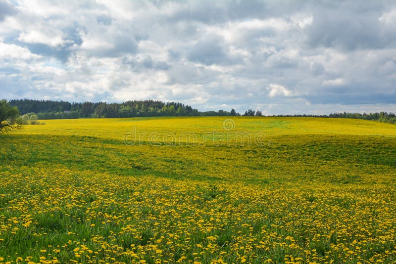 Älskvärda maskrosor på ett fält under en molnig himmel royaltyfri foto Älskvärda maskrosor på ett fält under en molnig himmel royaltyfri foto