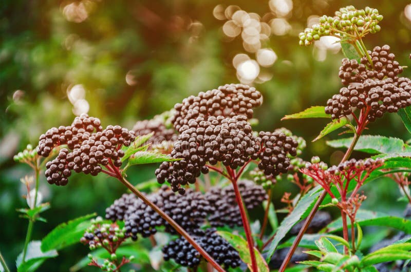 Elderberry black berries in the woods. Autumn. Elderberry black berries in the woods. Autumn.