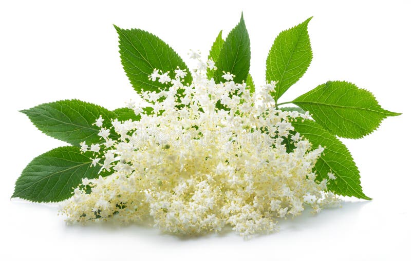 Elderberry inflorescence isolated on white background. Elderberry inflorescence isolated on white background