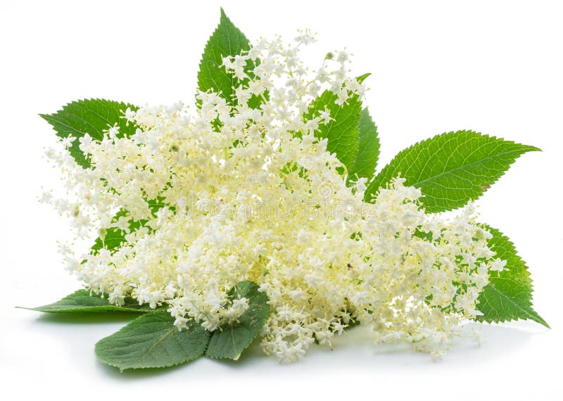 Ältere Beerenbeere im weißen Hintergrund. Elderberry-Infloreszenz isoliert auf weißem Grund