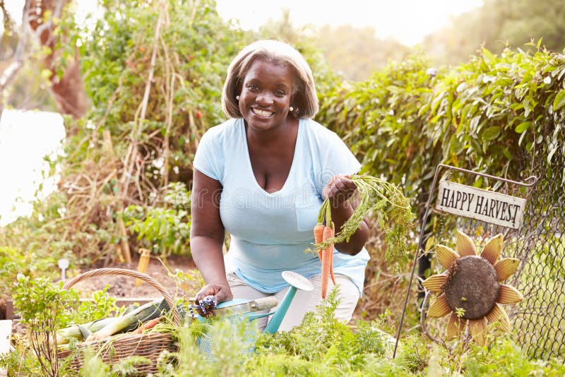 Senior Woman Working On Allotment. Senior Woman Working On Allotment