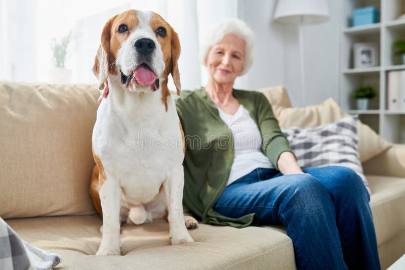 Ältere Frau und ihr Hund zu Hause lizenzfreies stockfoto Ältere Frau und ihr Hund zu Hause lizenzfreies stockfoto