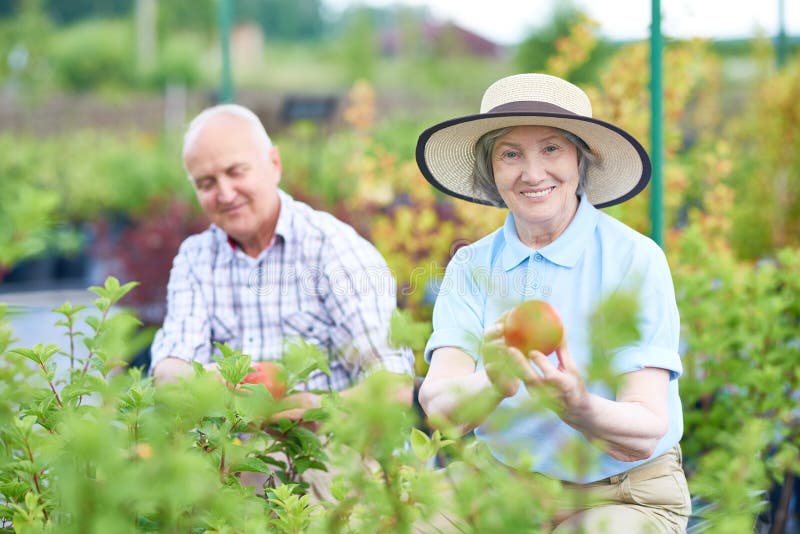 Ältere Paare, die in der Plantage im Garten arbeiten stockfotos Ältere Paare, die in der Plantage im Garten arbeiten stockfotos