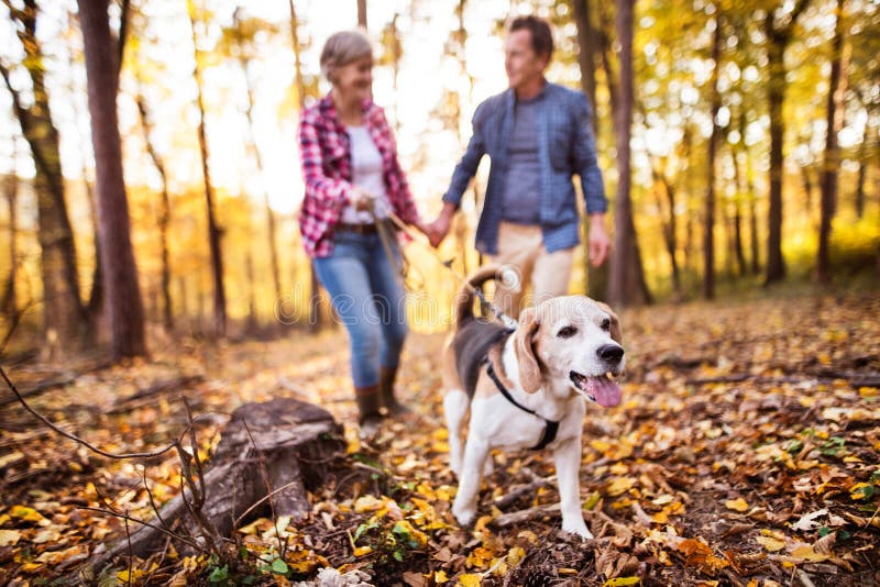 Ältere Paare mit Hund auf einem Weg in einem Herbstwald