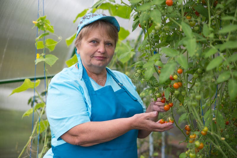 Ältere Pensionärfrau, die im Gewächshaus mit Tomate im Garten arbeitet lizenzfreie stockbilder Ältere Pensionärfrau, die im Gewächshaus mit Tomate im Garten arbeitet lizenzfreie stockbilder