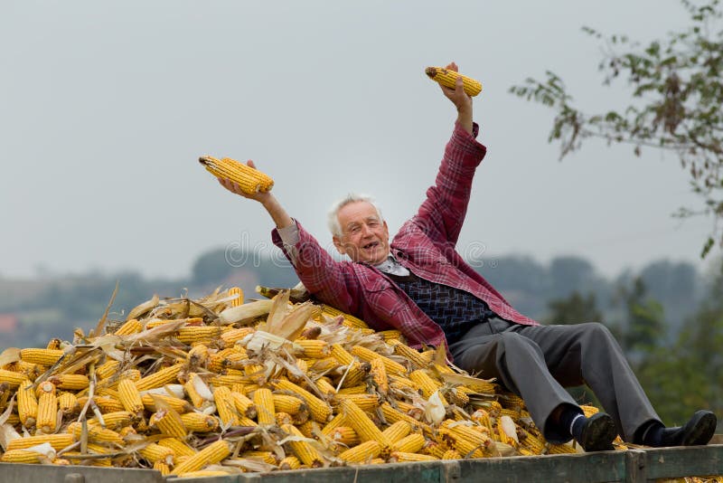 Älterer Mann auf Maisstapel stockfotos Älterer Mann auf Maisstapel stockfotos